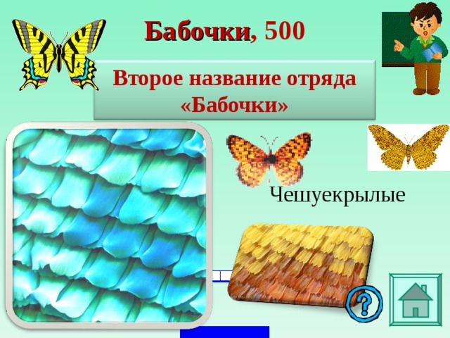 Бабочки , 5 00 Второе название отряда «Бабочки» Чешуекрылые