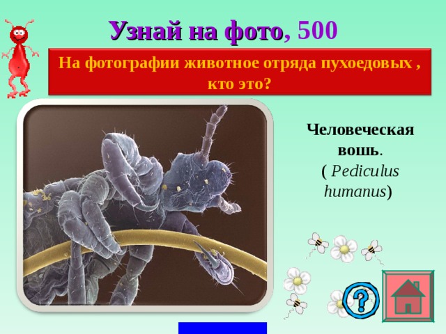 Узнай на фото , 5 00 На фотографии животное отряда пухоедовых , кто это? Человеческая вошь . (  Pediculus humanus ) 