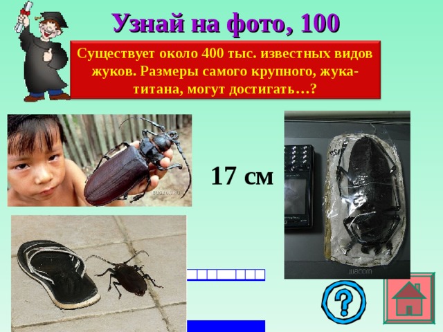 Узнай на фото , 100 Существует около 400 тыс. известных видов жуков. Размеры самого крупного, жука-титана, могут достигать…? 17 см