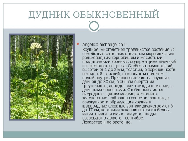 Дудник лесной фото и описание. Дудник обыкновенный. Дудник стебель. Дудник растение фото и описание. Дудник Лесной описание.