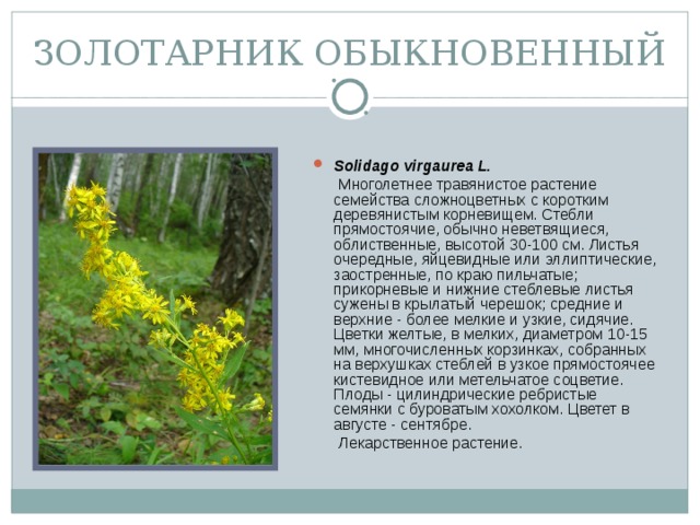 Золотарник обыкновенный фото и описание когда цветет