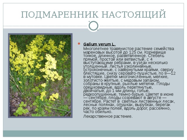 Подмаренник настоящий описание. Подмаренник (Галиум). Подмаренник настоящий Galium Verum. Подмаренник Северный подмаренник настоящий. Подмаренник трехнадрезанный.