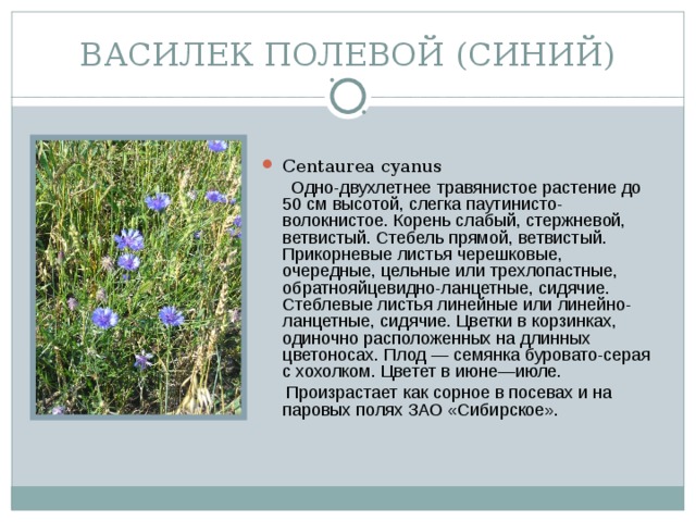 ВАСИЛЕК ПОЛЕВОЙ (СИНИЙ) Centaurea cyanus  Одно-двухлетнее травянистое растение до 50 см высотой, слегка паутинисто-волокнистое. Корень слабый, стержневой, ветвистый. Стебель прямой, ветвистый. Прикорневые листья черешковые, очередные, цельные или трехлопастные, обратнояйцевидно-ланцетные, сидячие. Стеблевые листья линейные или линейно-ланцетные, сидячие. Цветки в корзинках, одиночно расположенных на длинных цветоносах. Плод — семянка буровато-серая с хохолком. Цветет в июне—июле.  Произрастает как сорное в посевах и на паровых по­лях ЗАО «Сибирское».