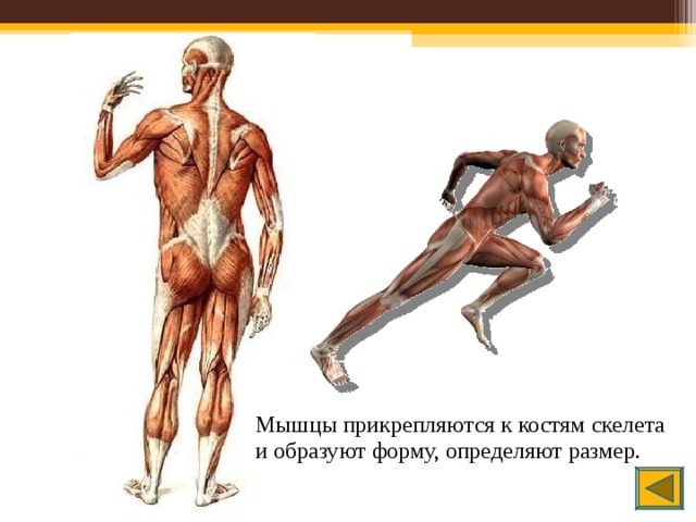 Мышцы прикрепляются к костям скелета и образуют форму, определяют размер.