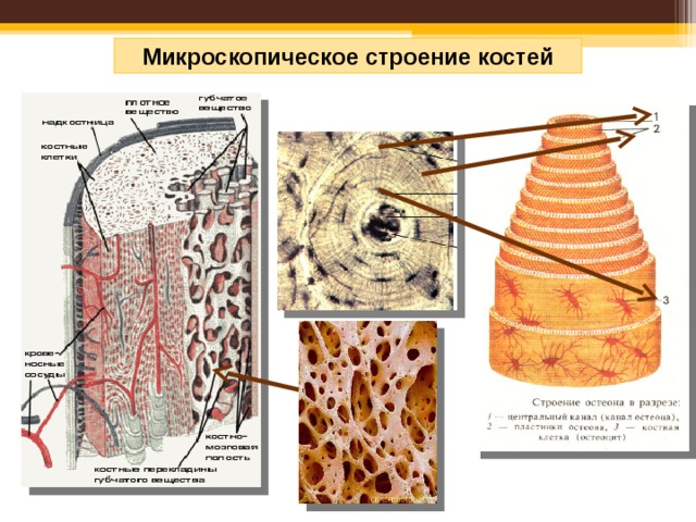 Микроскопическое строение костей