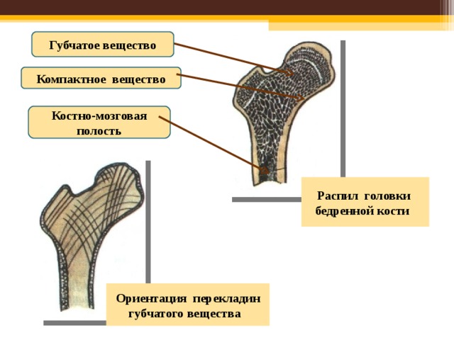 Функции губчатого вещества в трубчатой кости. Губчатая кость бедренной кости. Губчатое вещество строение. Компактное и губчатое вещество кости.