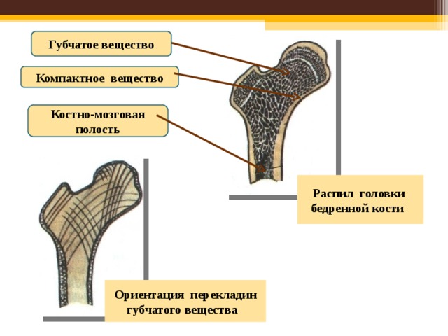 Выберите губчатую кость