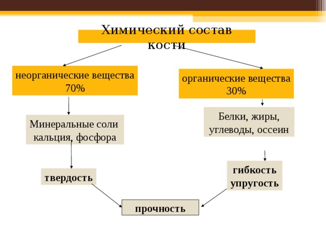 Химический состав кости неорганические вещества 70% органические вещества 30% Белки, жиры, углеводы, оссеин Минеральные соли кальция, фосфора гибкость упругость твердость прочность