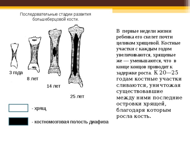 Последовательные стадии развития  большеберцовой кости. В первые недели жизни ребенка его скелет почти целиком хрящевой. Костные участки с каждым годом увеличиваются, хрящевые же — уменьшаются, что в конце концов приводит к задержке роста. К 20—25 годам костные участки сливаются, уничтожая существовавшие между ними последние островки хрящей, благодаря которым росла кость. 3 года 8 лет 14 лет 25 лет - хрящ - костномозговая полость диафиза