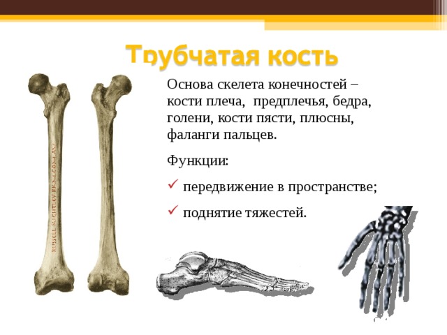 Основа скелета конечностей – кости плеча, предплечья, бедра, голени, кости пясти, плюсны, фаланги пальцев. Функции: