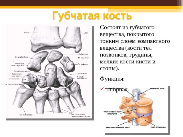 Что находится в губчатой кости. Кости запястья губчатые. Кости запястья и предплюсны губчатые. Тело позвонка губчатая кость. Губчатое вещество кости функции.