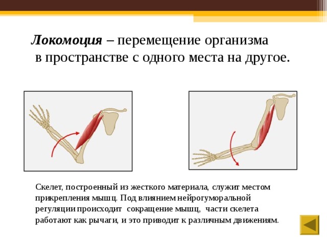 Локомоция – перемещение организма  в пространстве с одного места на другое. Скелет, построенный из жесткого материала, служит местом прикрепления мышц. Под влиянием нейрогуморальной регуляции происходит сокращение мышц, части скелета работают как рычаги, и это приводит к различным движениям.