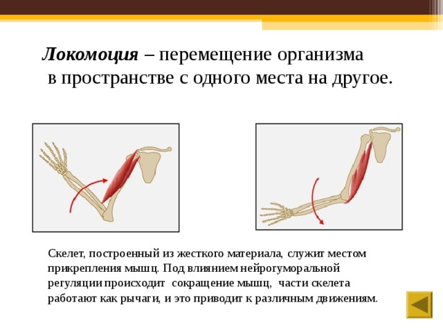 Передвижение организма