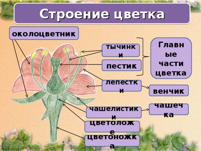 Строение цветка околоцветник Главные части цветка тычинки пестик лепестки венчик чашечка чашелистики цветоложе цветоножка 