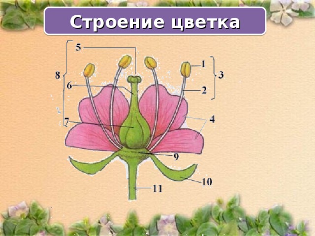 Строение цветка 