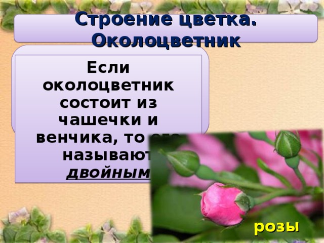 розы Строение цветка.  Околоцветник Если околоцветник состоит из чашечки и венчика, то его называют двойным 