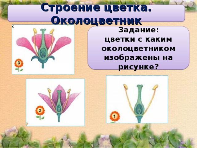 Строение цветка. Околоцветник Задание: цветки с каким околоцветником изображены на рисунке? 18 