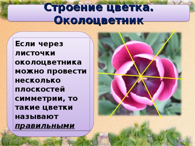 Строение цветка.  Околоцветник Если через листочки околоцветника можно провести несколько плоскостей симметрии, то такие цветки называют правильными  