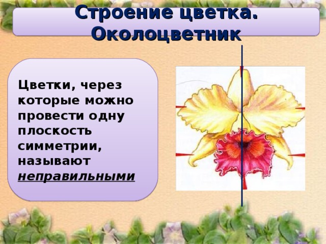 Строение цветка.  Околоцветник Цветки, через которые можно провести одну плоскость симметрии, называют неправильными 