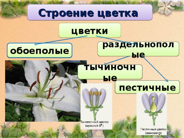 Строение цветка цветки раздельнополые обоеполые тычиночные пестичные 