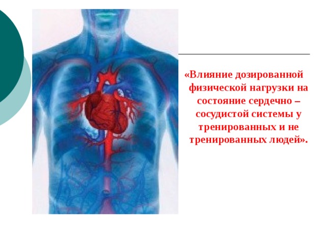 Влияние физических нагрузок на сердечно сосудистую систему проект