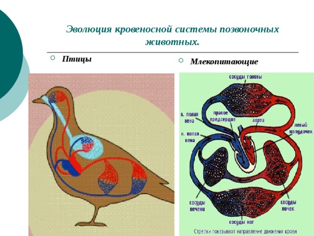 Кровеносная система птиц и пресмыкающихся