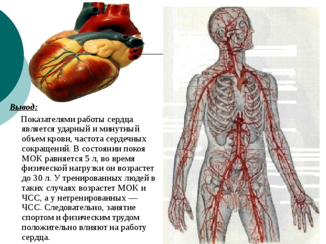 Вывод показатели. Работа сердца вывод. Сердце при физической нагрузке. ЧСС У тренированных и нетренированных людей. Сердце во время физических нагрузок.