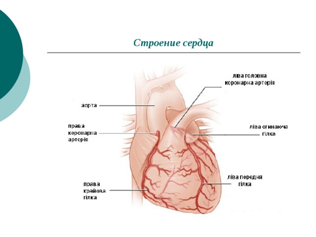 Увеличение сердца симптомы