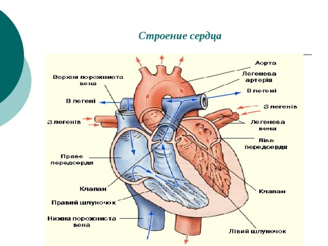 Строение сердца 