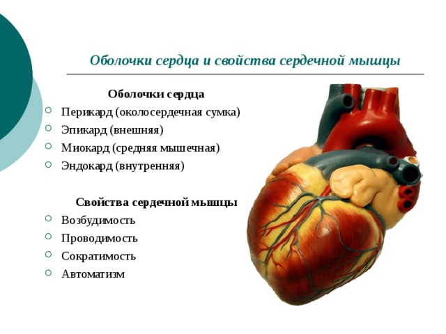 Наружная оболочка сердца