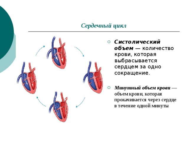 Сердечный цикл Систолический объем — количество крови, которая выбрасывается сердцем за одно сокращение.  Минутный объем крови — объем крови, которая прокачивается через сердце в течение одной минуты 