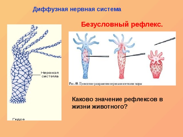 Диффузная нервная система Безусловный рефлекс. Каково значение рефлексов в жизни животного? 