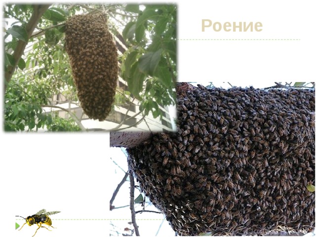 Роение