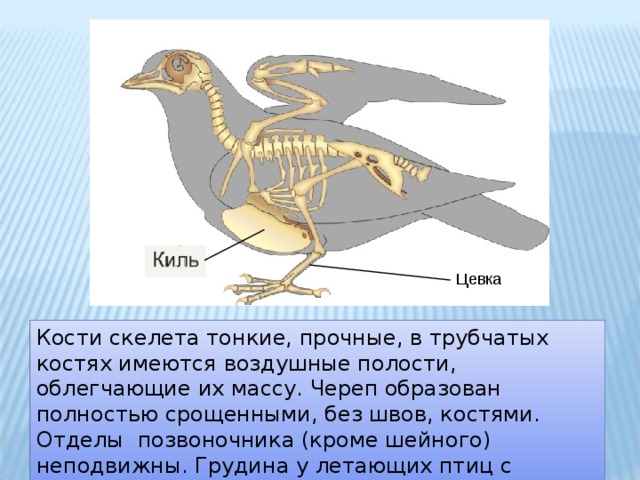Цевка это часть. Скелет птицы киль и цевка. Киль у птиц. Цевка у птиц. Функции киля у птиц.