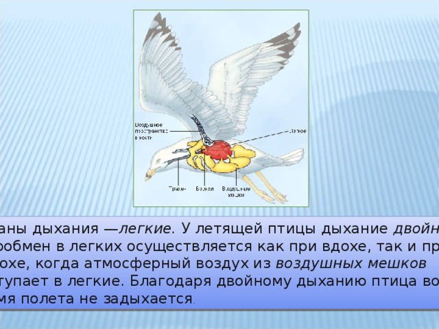 Органы дыхания — легкие. У летящей птицы дыхание двойное:  Газообмен в легких осуществляется как при вдохе, так и при выдохе, когда атмосферный воздух из воздушных мешков  поступает в легкие. Благодаря двойному дыханию птица во время полета не задыхается .