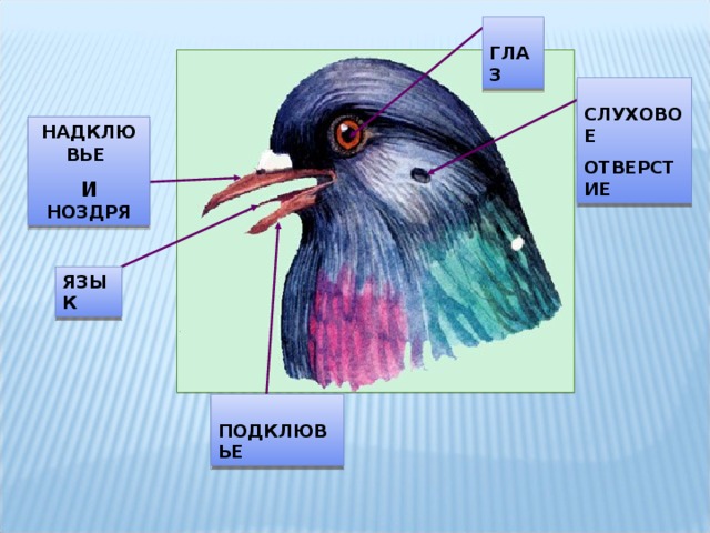 Особенности внешнего строения головы птицы. Внешнее строение птиц. Внешнее строение птицы биология. Внешнее строение птиц перья. Внешнее строение и покровы птиц.