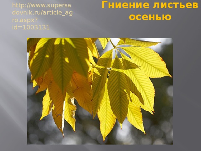 Гниение листьев осенью http://www.supersadovnik.ru/article_agro.aspx?id=1003131 