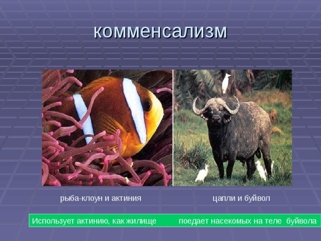 Комменсализм это примеры. Комменсализм синойкия. Комменсализм рыба клоун и актиния. Комменсализм примеры. Комменсализм буйвол и цапля.