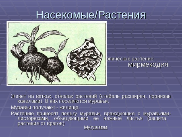 Симбиоз между кроликом 126. Взаимосвязь насекомых и растений. Межвидовые взаимоотношения растений. Трансбиотические взаимоотношения растений. Пример симбиоза муравьи и растения.