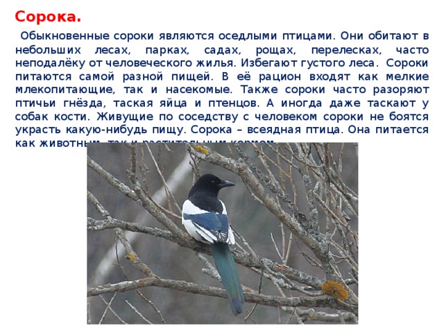 Краткое содержание сорока. Сорока рассказ про птицу. Сорока обыкновенная. Доклад о Сороке 4 класс. Сорока обыкновенная описание.