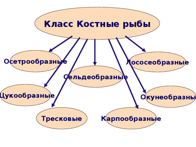 Класс Костные рыбы Осетрообразные Лососеобразные Сельдеобразные Щукообразные Окунеобразные Карпообразные Тресковые 