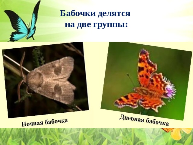 Бабочки делятся  на две группы: 