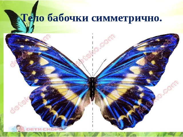 Тело бабочки симметрично. 