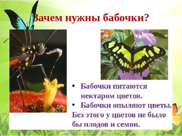 Зачем нужны бабочки? 