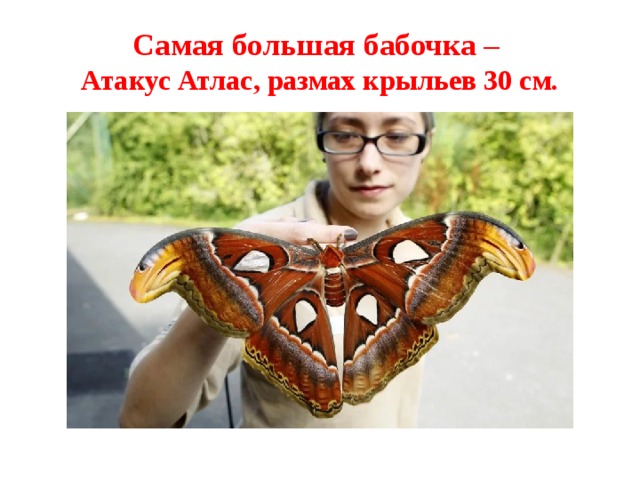 Самая большая бабочка –  Атакус Атлас, размах крыльев 30 см. 