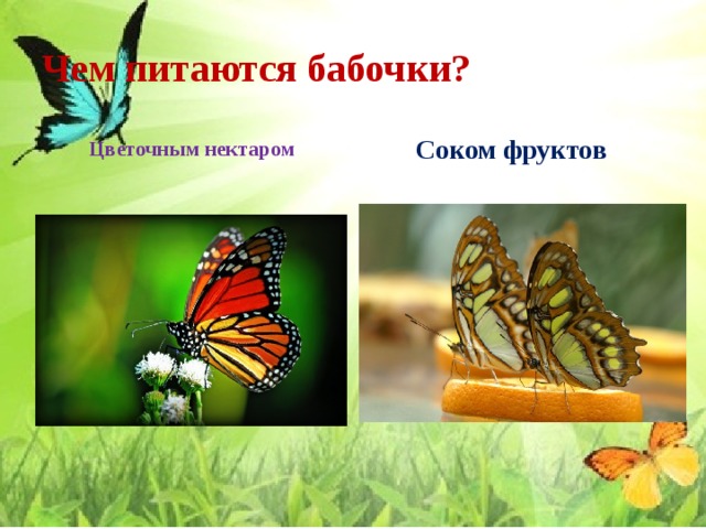 Чем питаются бабочки?  Цветочным нектаром Соком фруктов 