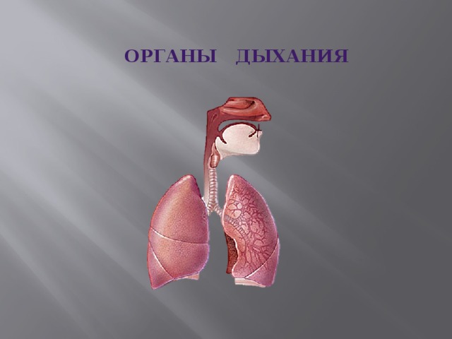 органы дыхания