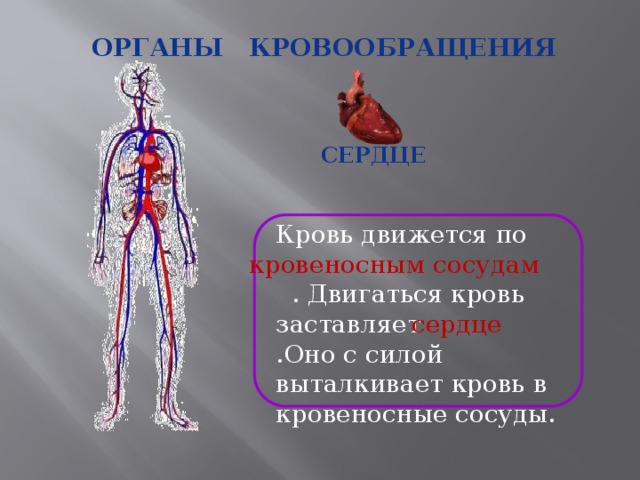 Органы кровообращения Сердце Кровь движется по  . Двигаться кровь заставляет .Оно с силой выталкивает кровь в кровеносные сосуды. кровеносным сосудам сердце