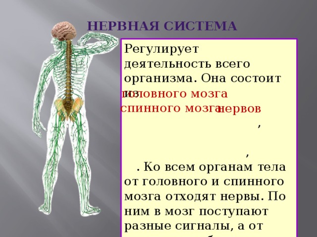Нервная система Регулирует деятельность всего организма. Она состоит из  ,  , . Ко всем органам тела от головного и спинного мозга отходят нервы. По ним в мозг поступают разные сигналы, а от мозга идут обратные сигналы всем органам тела. головного мозга спинного мозга нервов