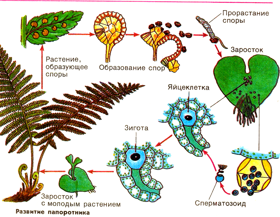 Схемы размножения растений биология 6 класс